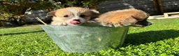 Corgi Pembroke cani in vendita: Corgi pembroke  a Provincia di Bergamo - Annuncio 3