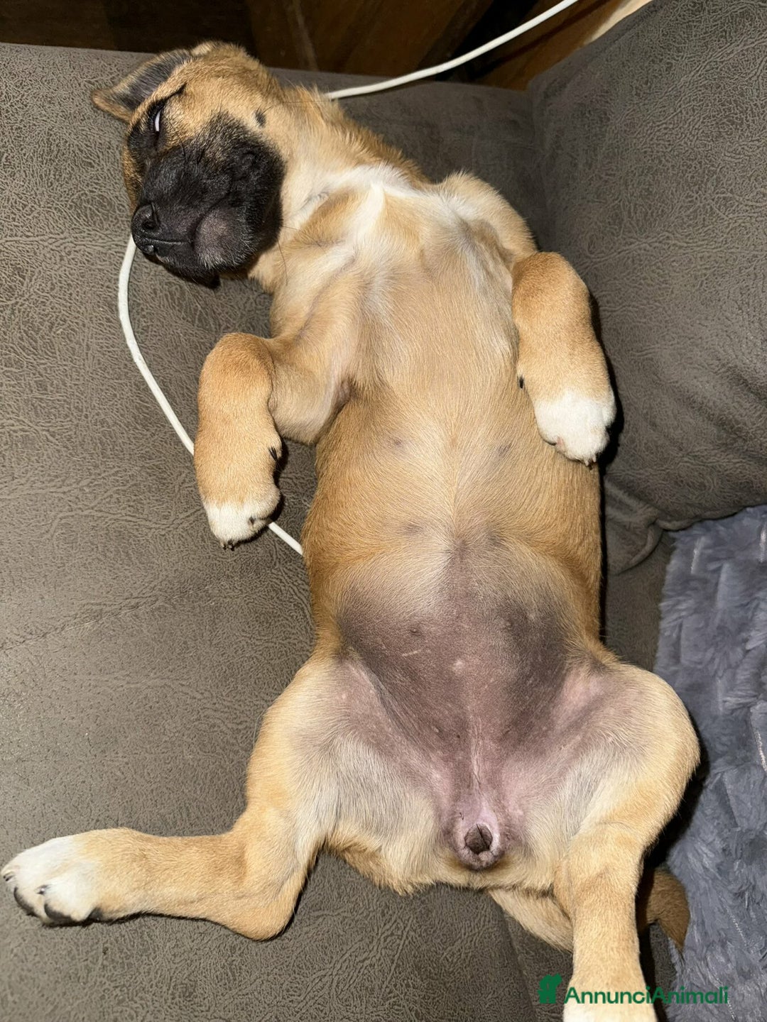 Meticcio cani in regalo: LINDA, cucciolotta coccolona cerca famiglia! - Annuncio 4