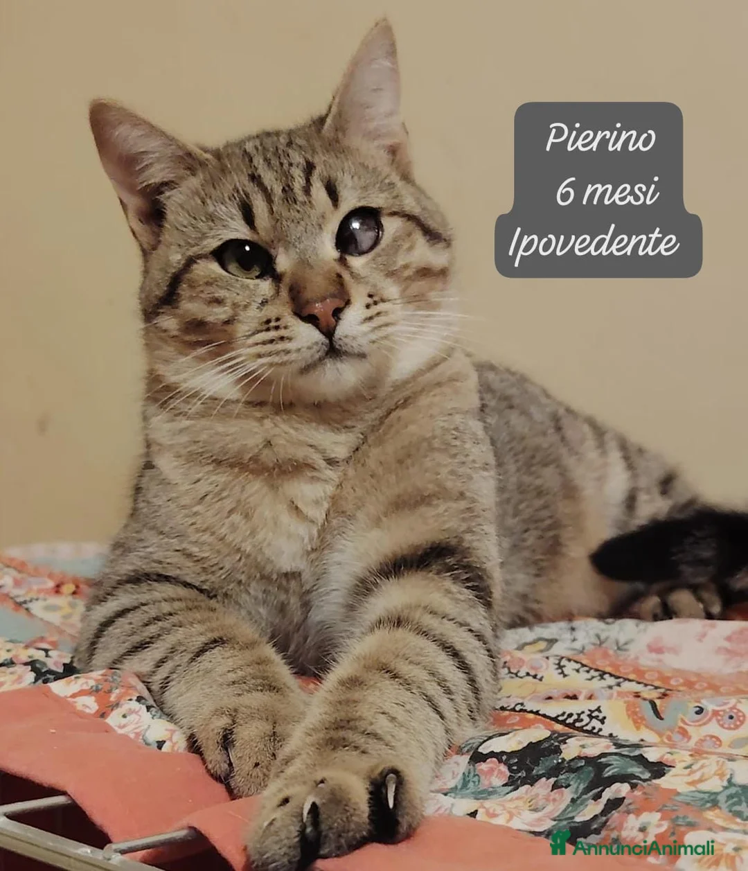 Altre razze gatti in regalo: Gattini desiderosi di trovare casa  - Annuncio 7