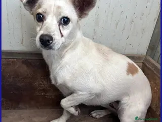 Meticcio cani in regalo: GIOIA 3 ANNI, 8 KG, HA BISOGNO DI UNA CASA PIENA D - Annuncio 3