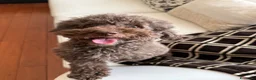 Barboncino cani in vendita: Barboncini nani - Annuncio 15