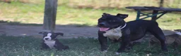 Pitbull cani in vendita: Cuccioli Pit Bull con pedigree anche a rate - Annuncio 3