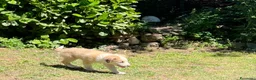 Australian Shepherd cani in vendita: Cucciolo pastore australiano con occhi blu - Annuncio 12