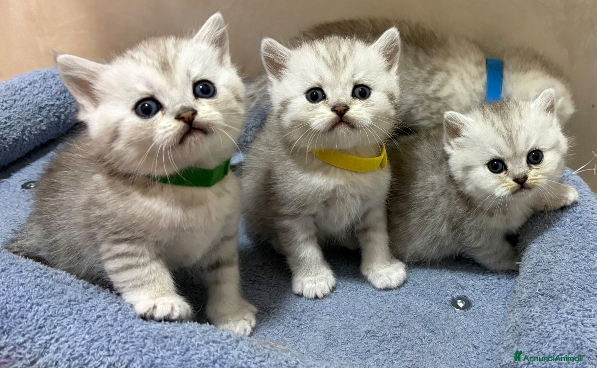 British gatti Scottish fold sthrait  - Annuncio 2