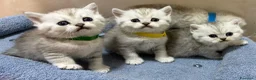 British gatti in vendita: Scottish fold sthrait  - Annuncio 3