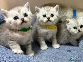 British gatti Scottish fold sthrait - Annuncio 2