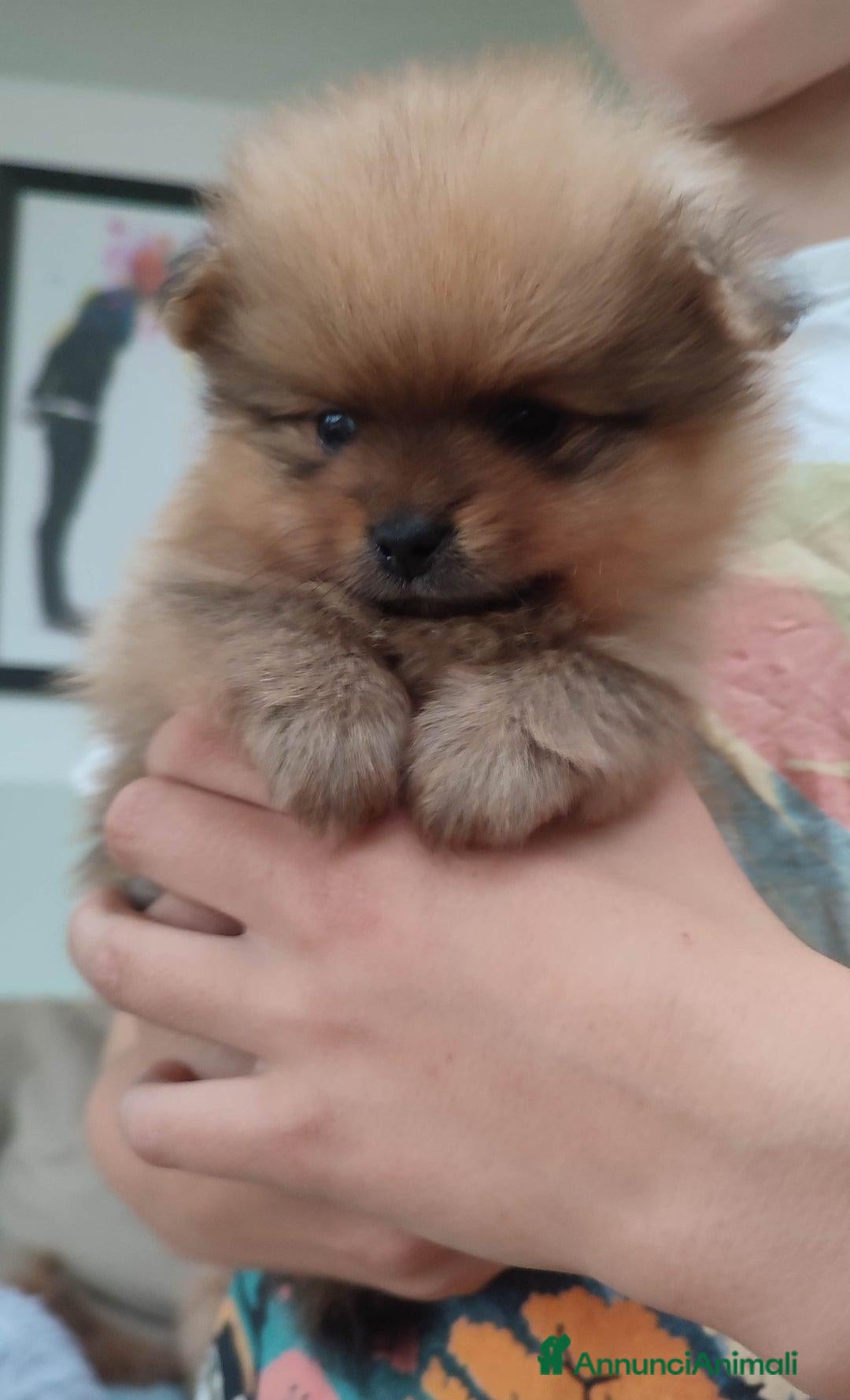 Volpino Pomerania cani in vendita: Cuccioli di Pomerania - Annuncio 5
