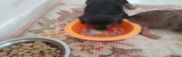 Meticcio cani in vendita: 4 cuccioletti  a Provincia di Pescara - Annuncio 2