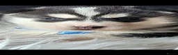 Husky cani in vendita: SIBERIAN HUSKY CUCCIOLATA CON PEDIGREE  - Annuncio 4