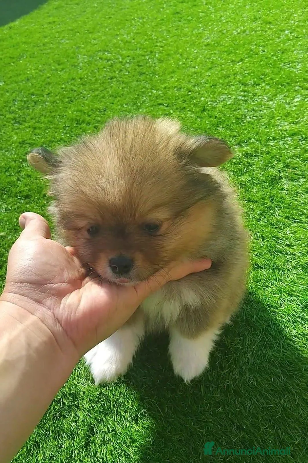 Volpino Pomerania cani in vendita: Bellissimi Cuccioli di Pomerania  a Città metropolitana di Milano - Annuncio 1