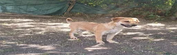 Meticcio cani in regalo: Cucciolo - Annuncio 4