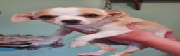 Chihuahua cani in vendita: Cucciola chihuahua femmina con pedigree  - Annuncio 5