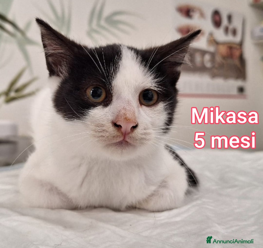 Europeo gatti in regalo: TANTI GATTINI DA SALVARE  - Annuncio 10