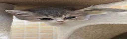 British gatti in vendita: Cuccioli british shorthair - Annuncio 7