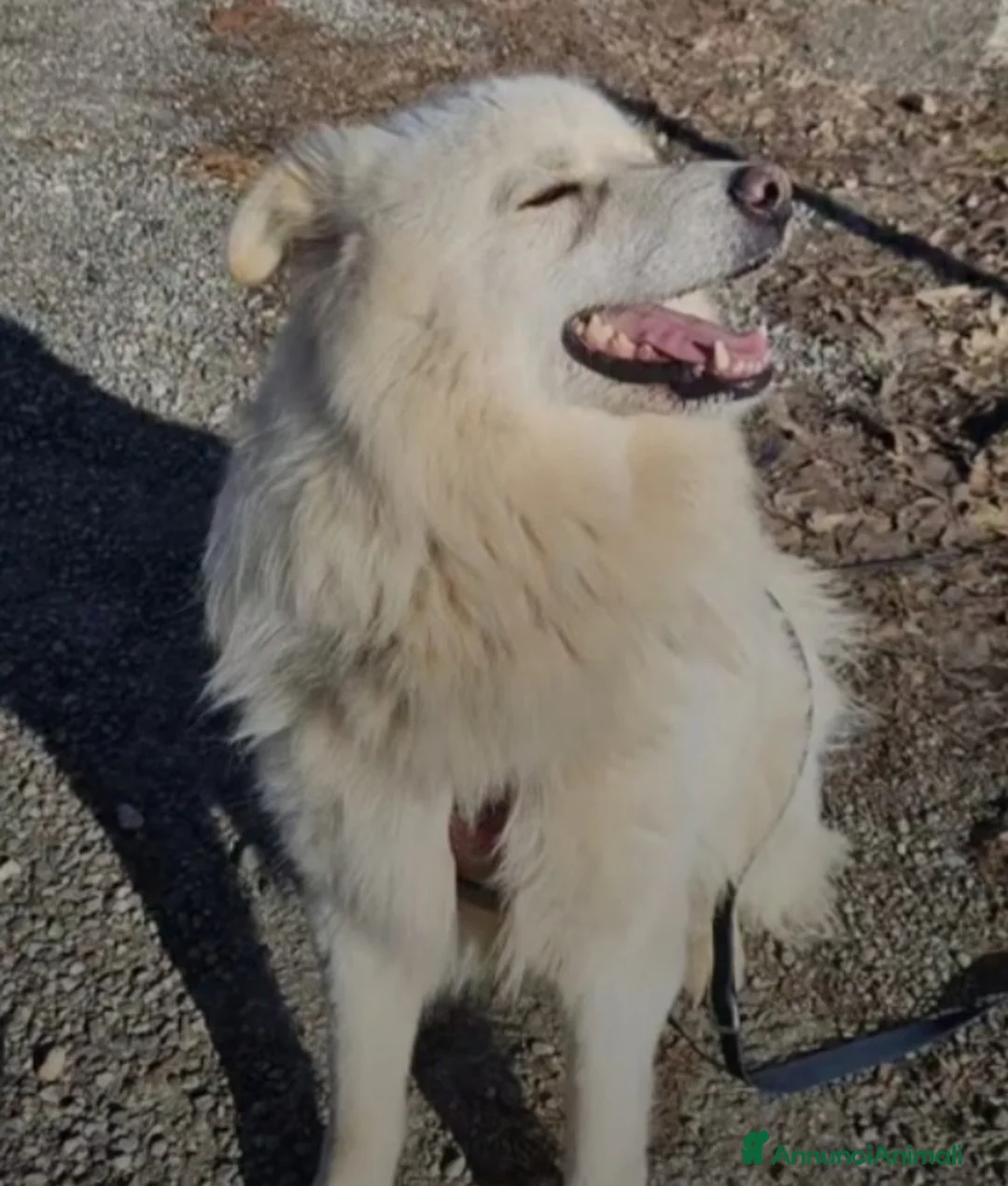 Meticcio cani in regalo: 4anni tg media DA 2ANNI IN CANILE..SOS NOVARA - Annuncio 6