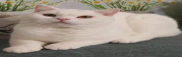 British gatti in vendita: British Shorthair Memo  - Annuncio 4