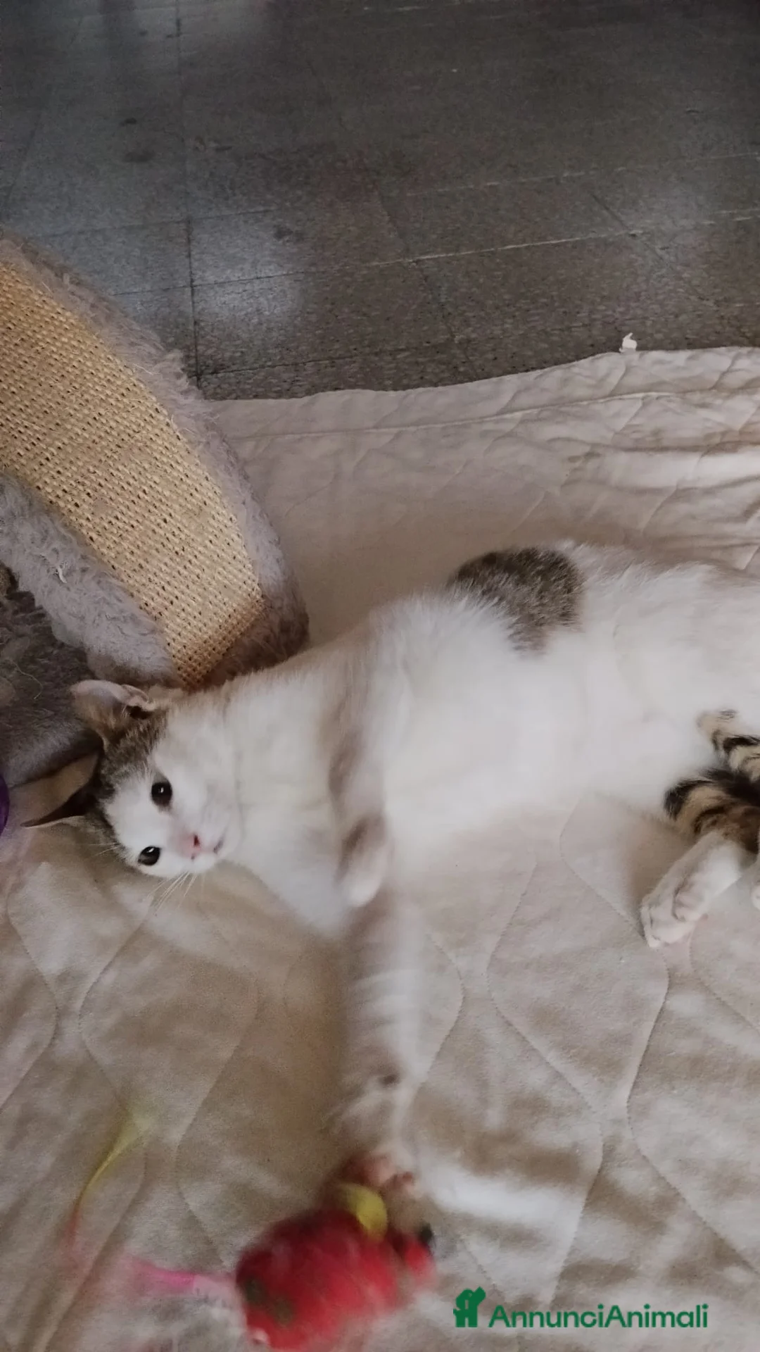 Europeo gatti in regalo: Violetta un fiorellino di micina  a Città metropolitana di Milano - Annuncio 2