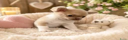 Chihuahua cani in vendita: chihuahua  a Città metropolitana di Milano - Annuncio 3