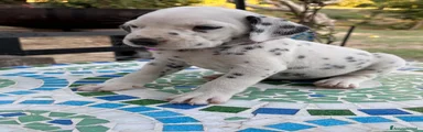 Dalmata 7 fucsia