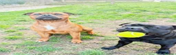Staffordshire cani in vendita: Cuccioli staffordshire - Annuncio 2