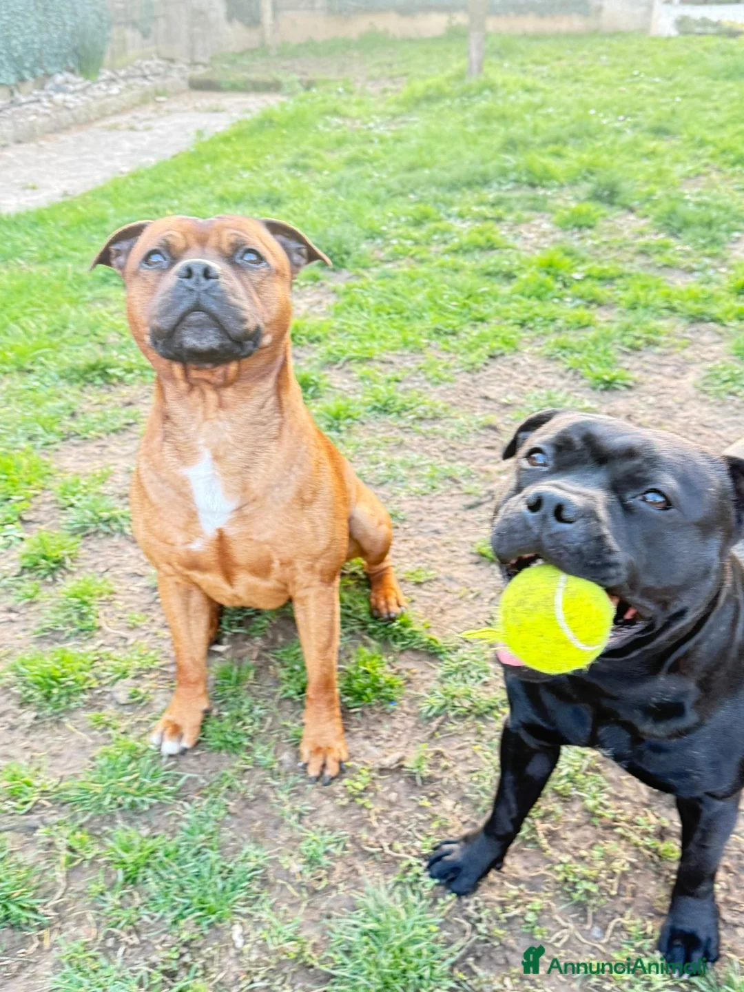 Staffordshire cani in vendita: Cuccioli staffordshire - Annuncio 2