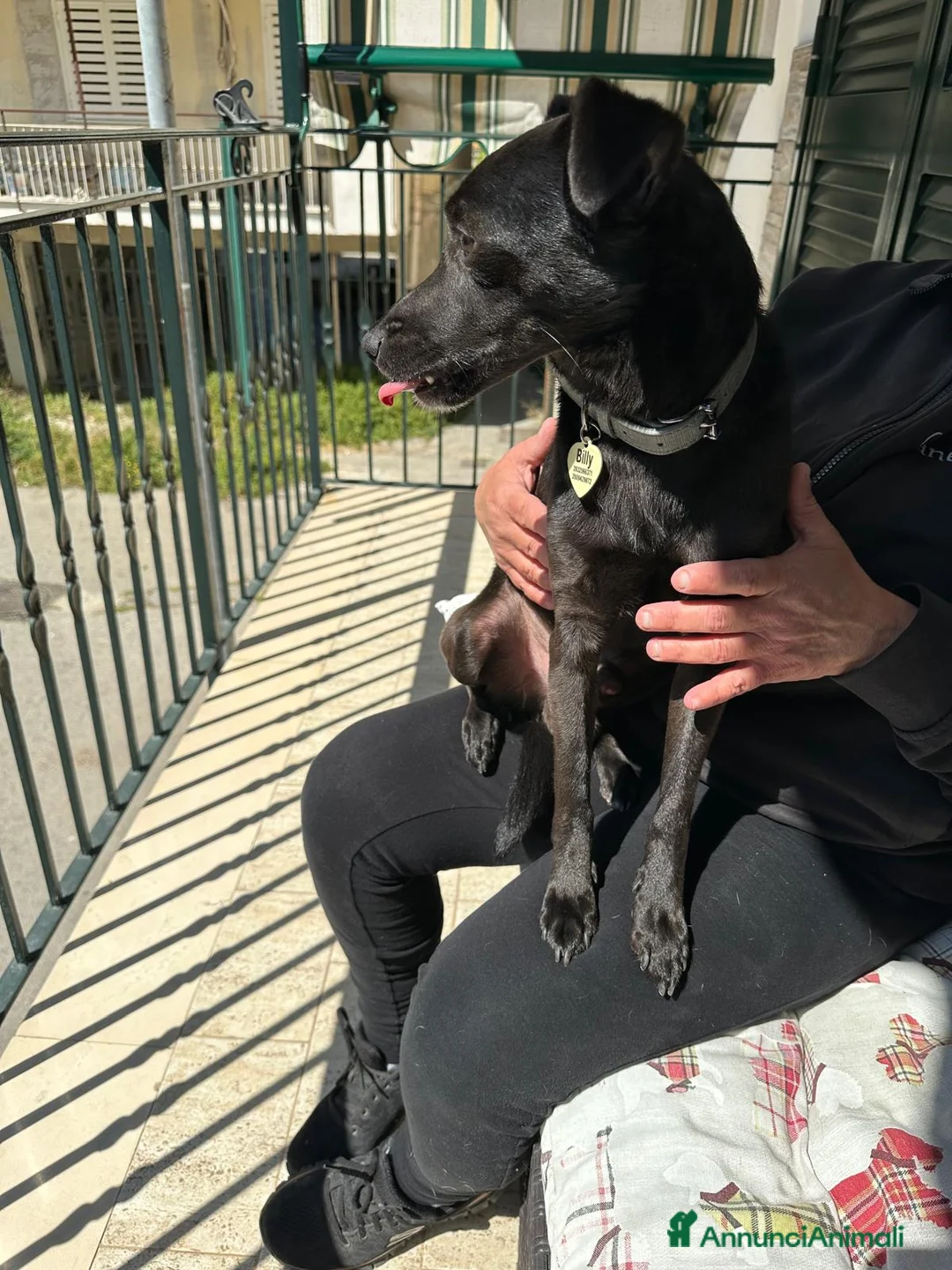 Meticcio cani in regalo: Billy: taglia contenuta, dolce e socievole  - Annuncio 2
