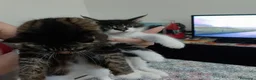 Maine Coon gatti in vendita: Maschietto MaineCoon : Aquila - Annuncio 3