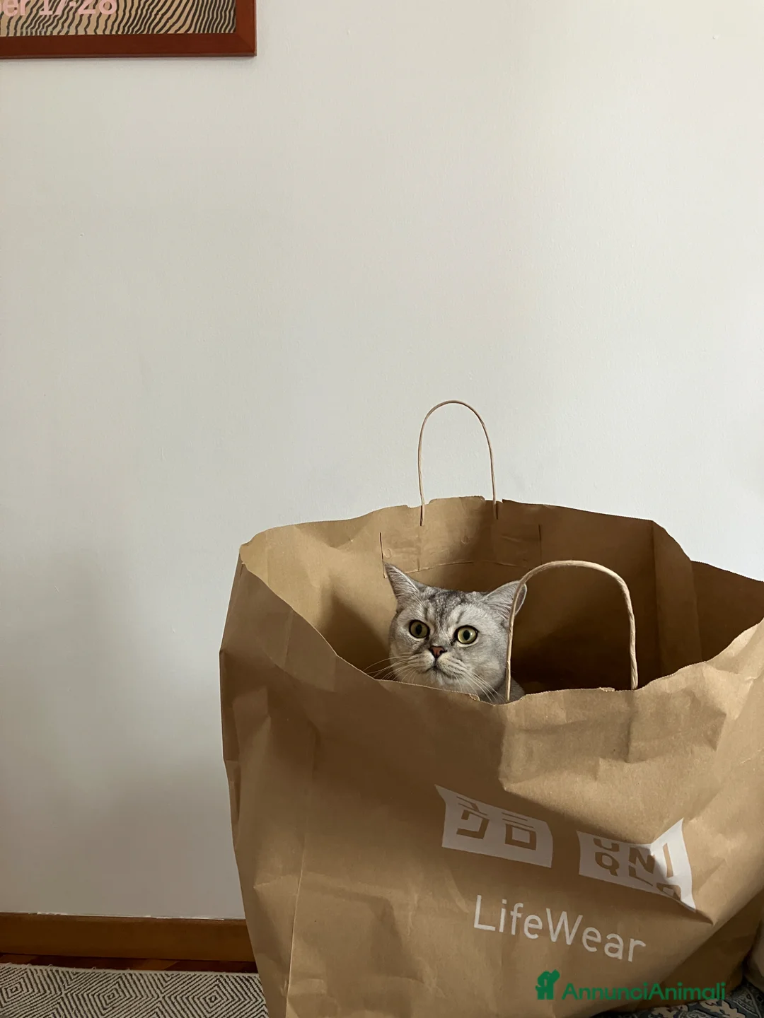 British gatti in vendita: Nami, una british silver - pace e natura - Annuncio 3