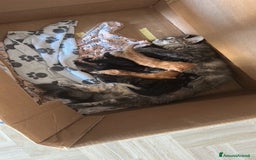 Maine Coon gatti in vendita: Maine Coon cuccioli pedigree ANFI a Provincia di Modena - Immagine 12