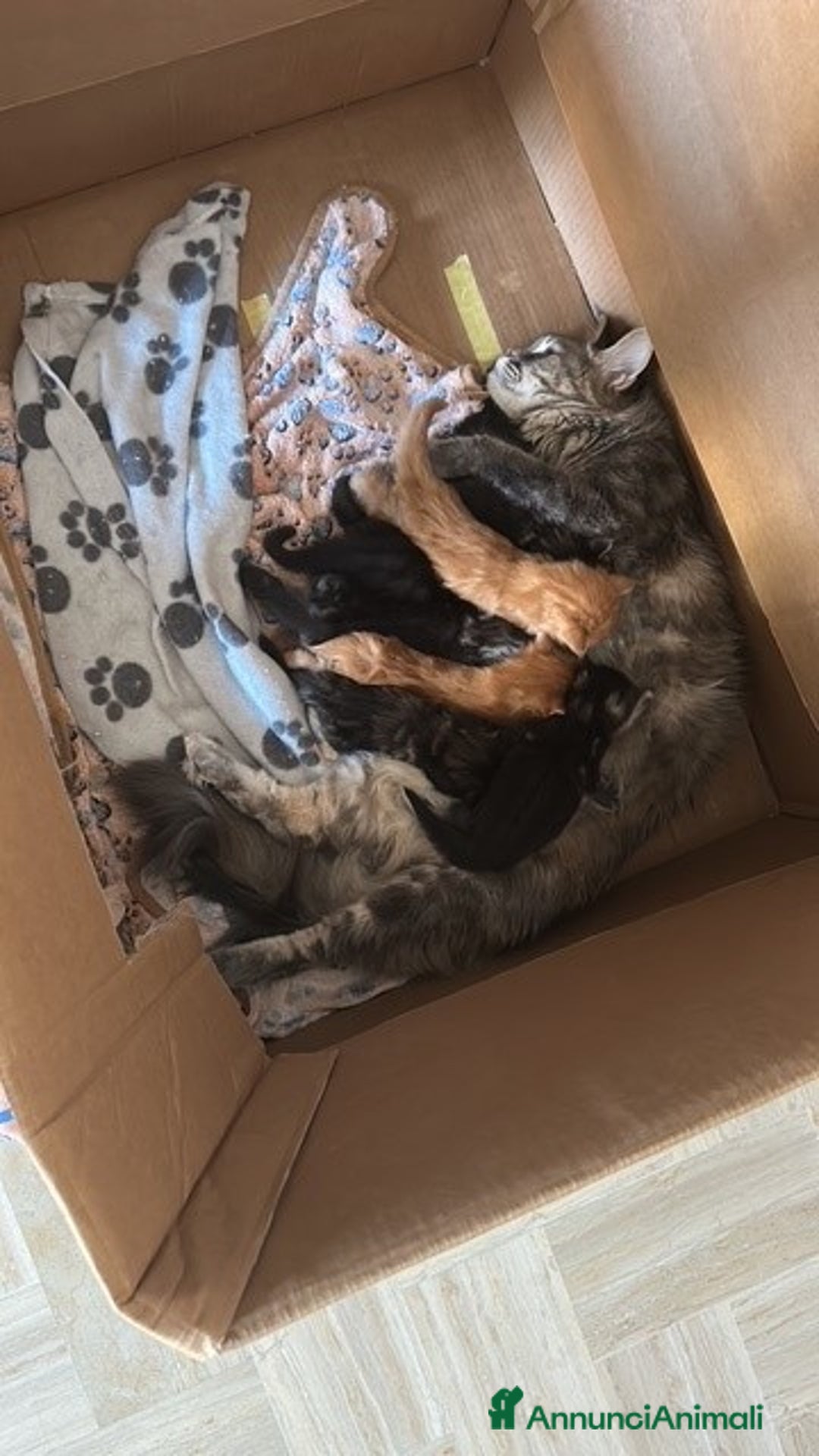 Maine Coon gatti in vendita: Maine Coon cuccioli pedigree ANFI a Provincia di Modena - Immagine 12