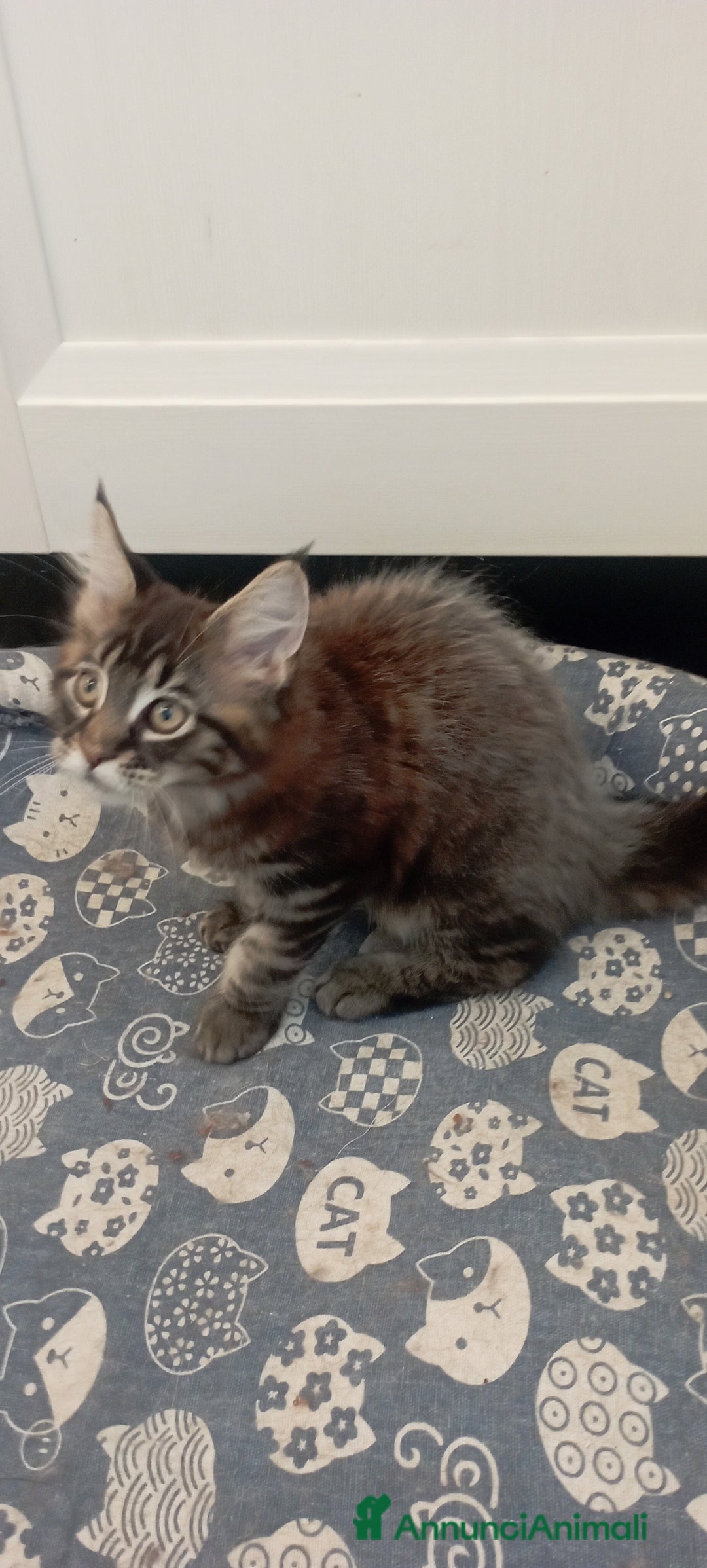 Maine Coon gatti in vendita: Maine Coon con pedigree  - Annuncio 19