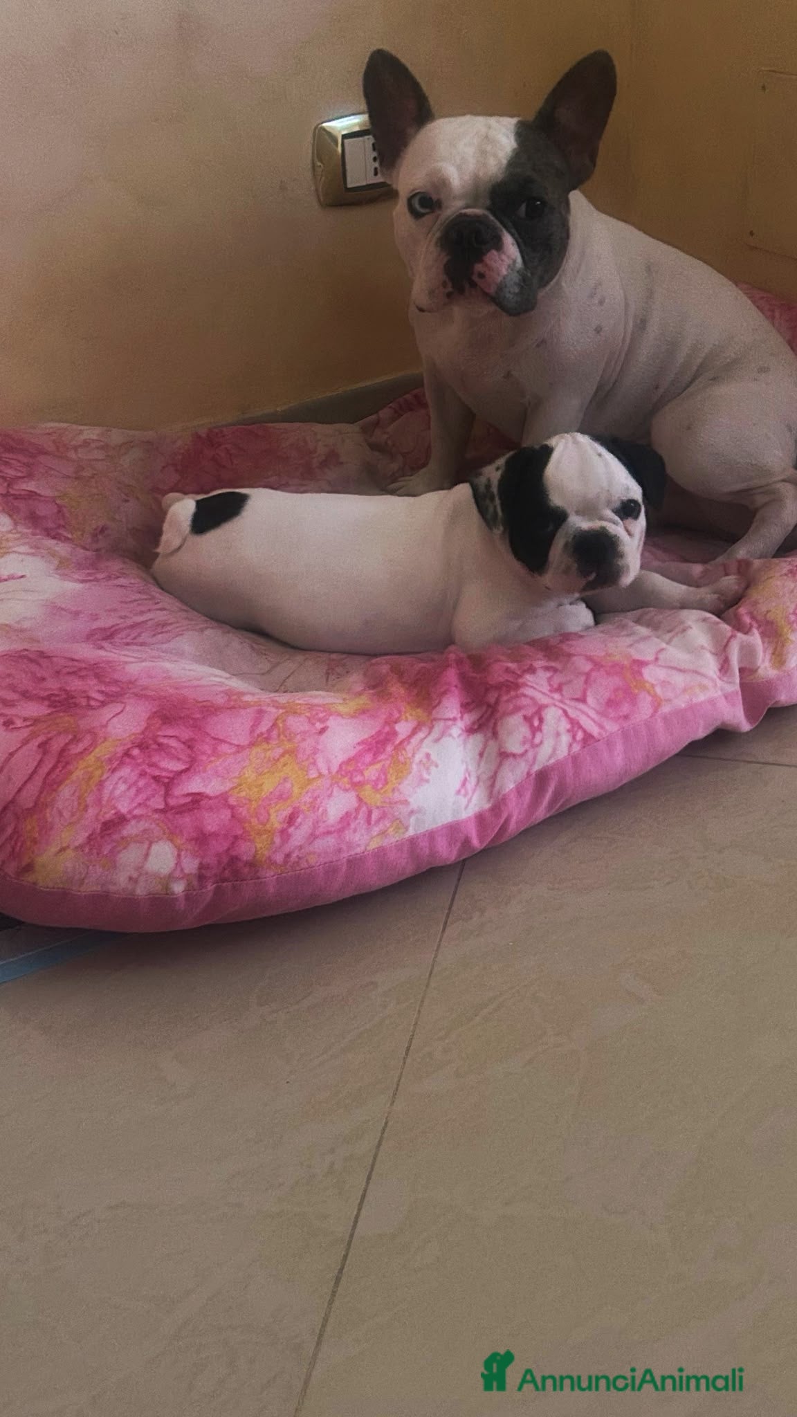 Bulldog Francese cani Bulldog francese  - Annuncio 2
