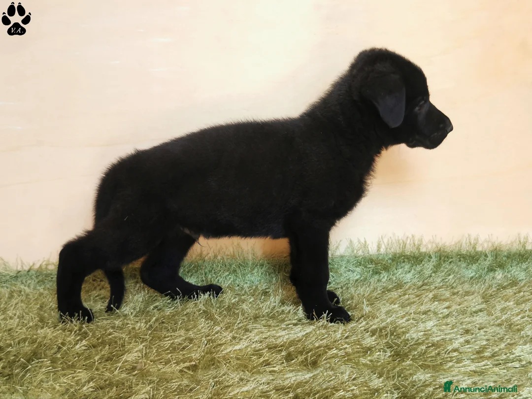 Pastore Tedesco cani in vendita: Pastore tedesco nero cuccioli importanti - Annuncio 7