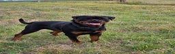 Rottweiler cani per accoppiamento: Rottweiler per monta - Annuncio 4