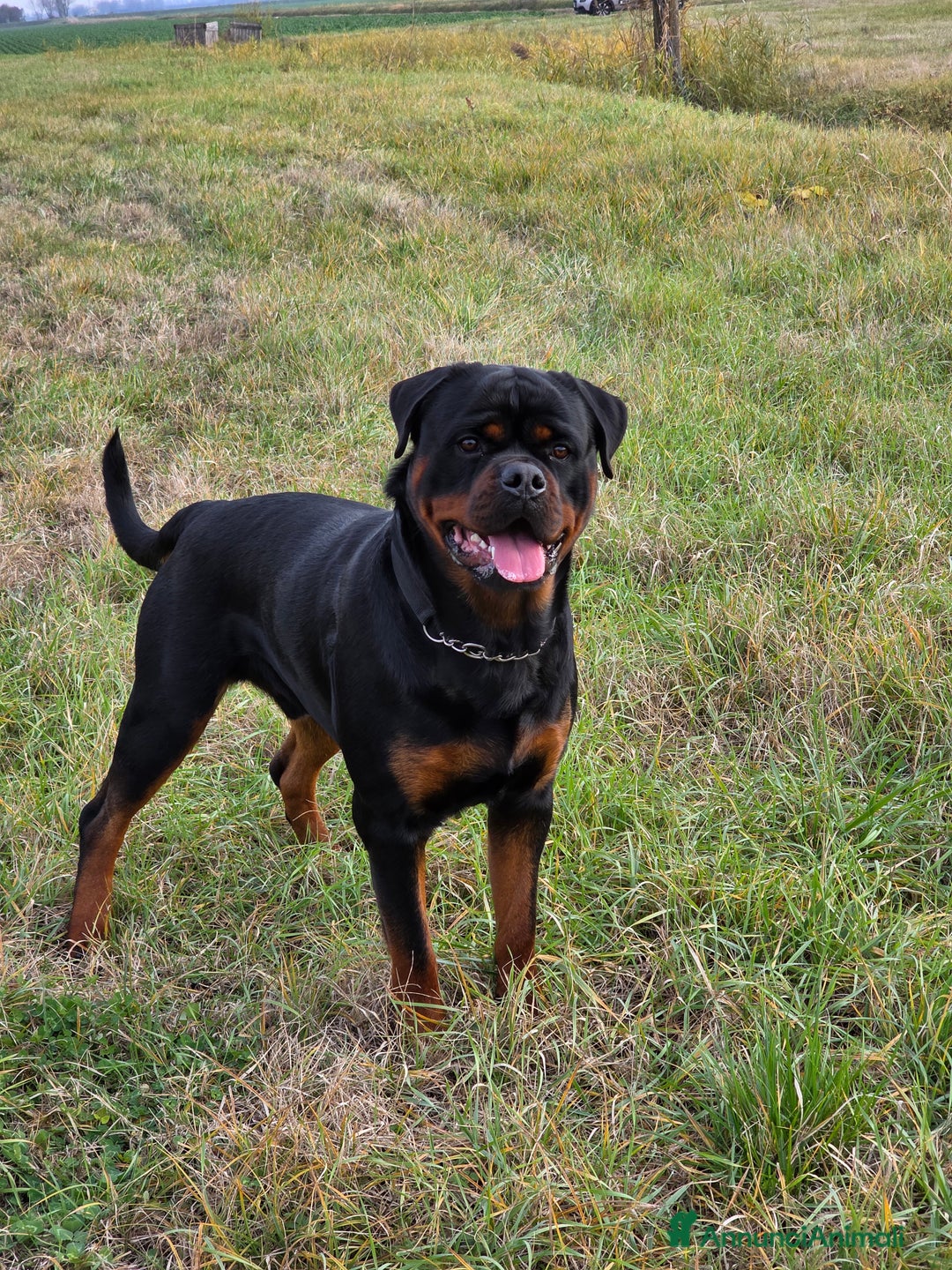 Rottweiler cani per accoppiamento: Rottweiler per monta - Annuncio 4