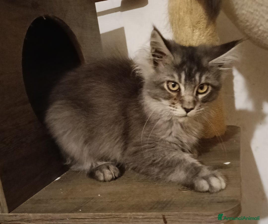 Maine Coon gatti in vendita: Cucciolo Maine coon black silver ticked tabby  - Annuncio 4