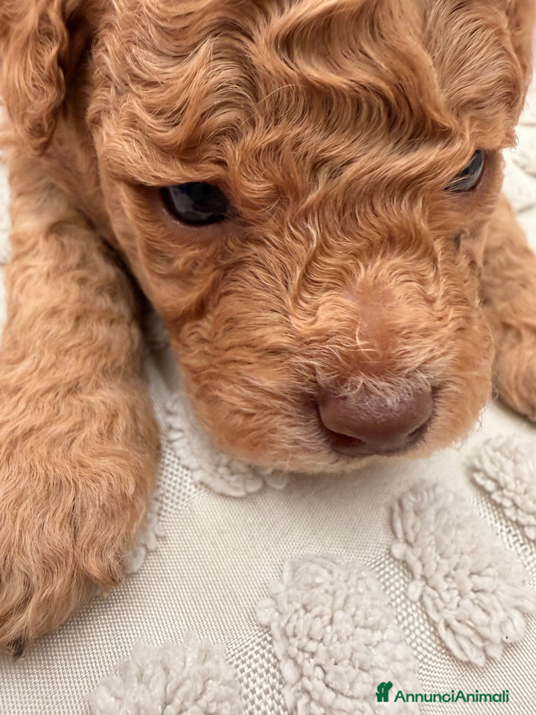 Barboncino cani in vendita: Barboncino - Annuncio 3