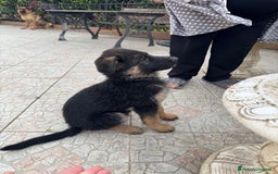 Pastore Tedesco cani in vendita: Cucciolo pastore tedesco a Città Metropolitana di Napoli - Immagine 8