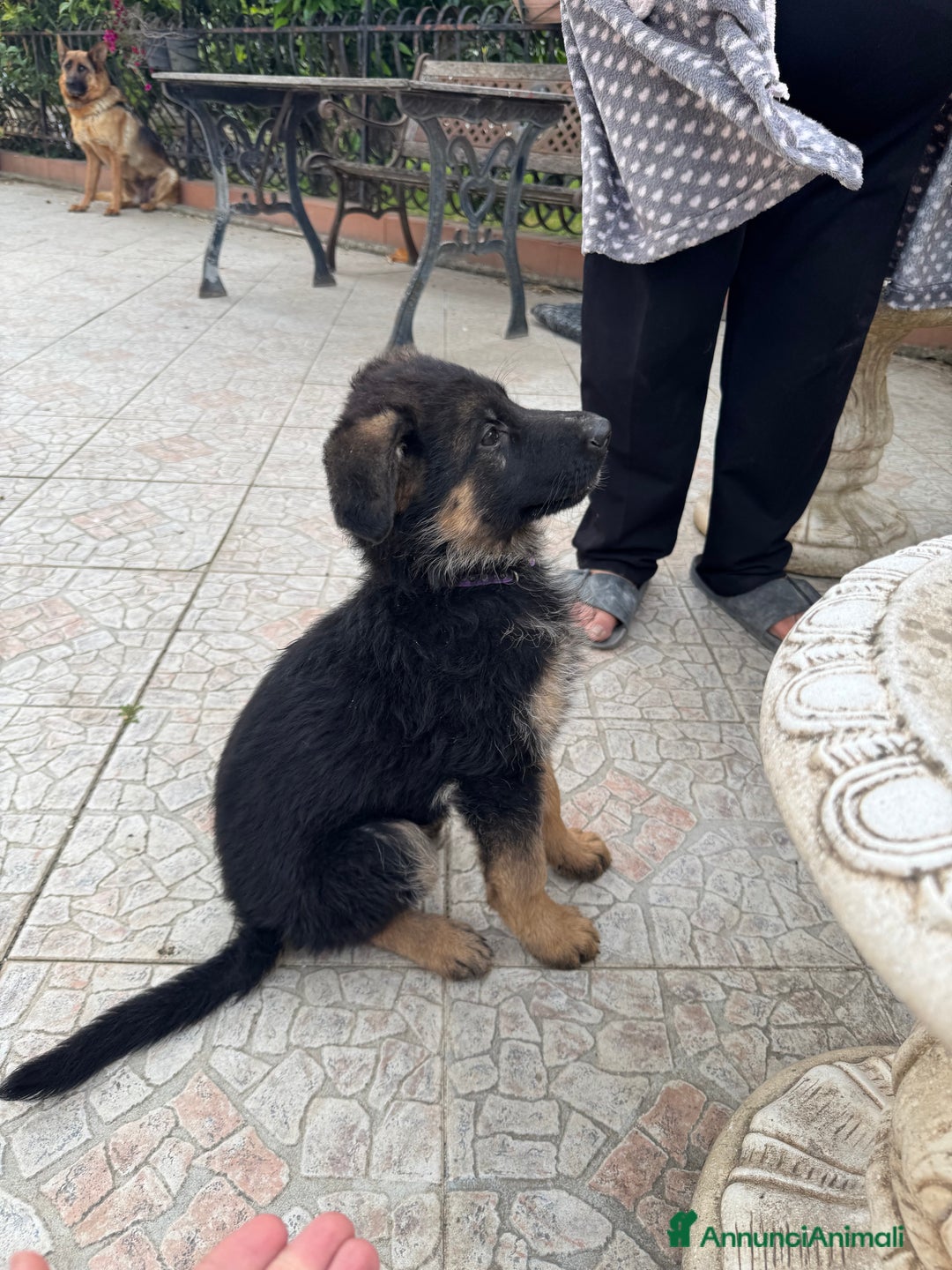 Pastore Tedesco cani in vendita: Cucciolo pastore tedesco a Città Metropolitana di Napoli - Immagine 8