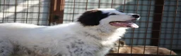 Meticcio cani in regalo: Giulio Cesare spettacolo in adozione  - Annuncio 5