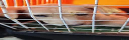 Meticcio cani in regalo: Principessa una cucciola meravigliosa  a Città metropolitana di Milano - Annuncio 2