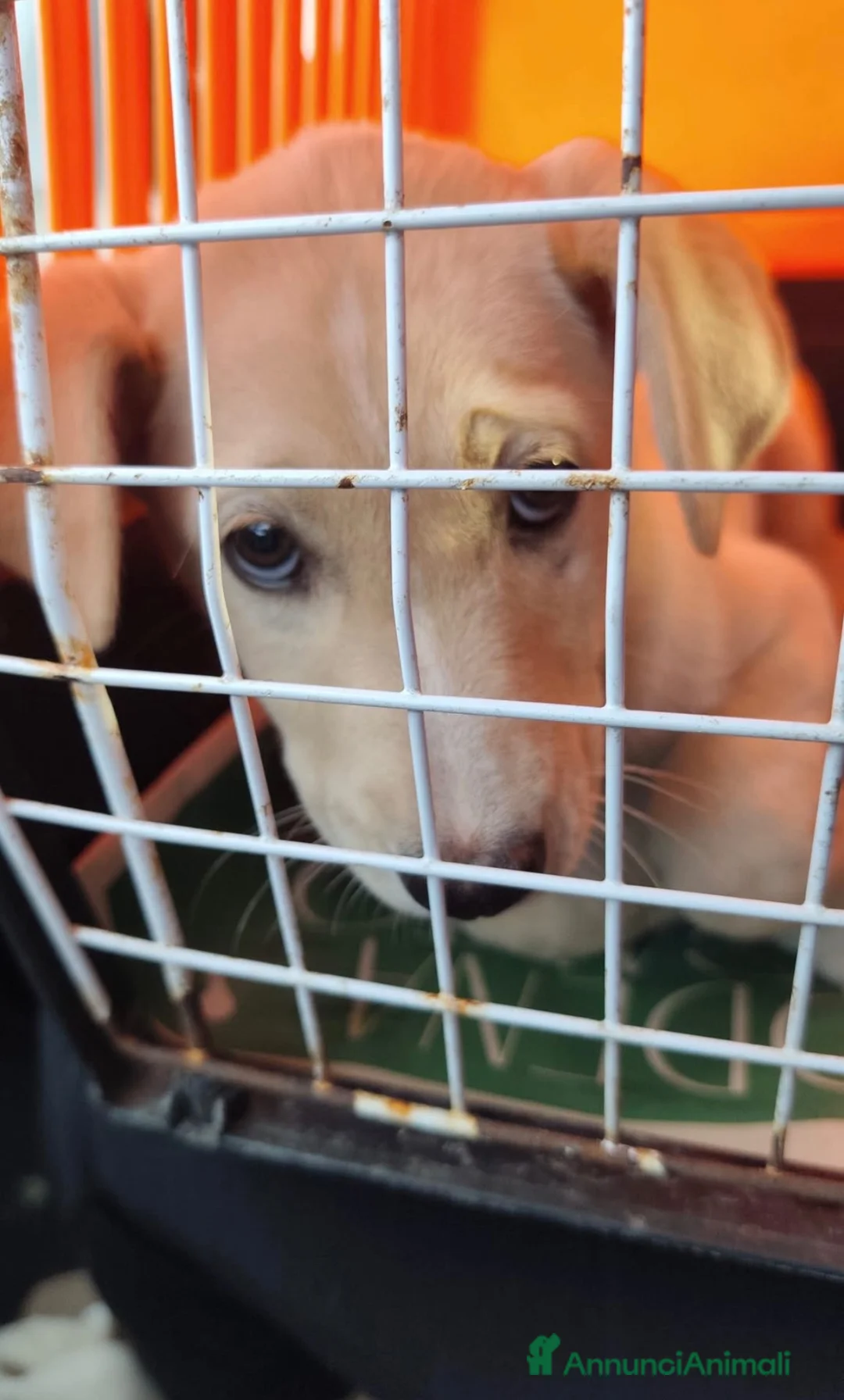 Meticcio cani in regalo: Principessa una cucciola meravigliosa  a Città metropolitana di Milano - Annuncio 2