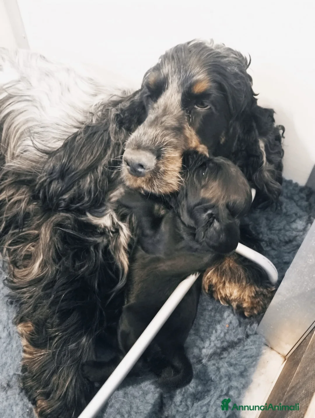Cocker cani in vendita: Cuccioli Cocker Spaniel Inglese - Annuncio 2