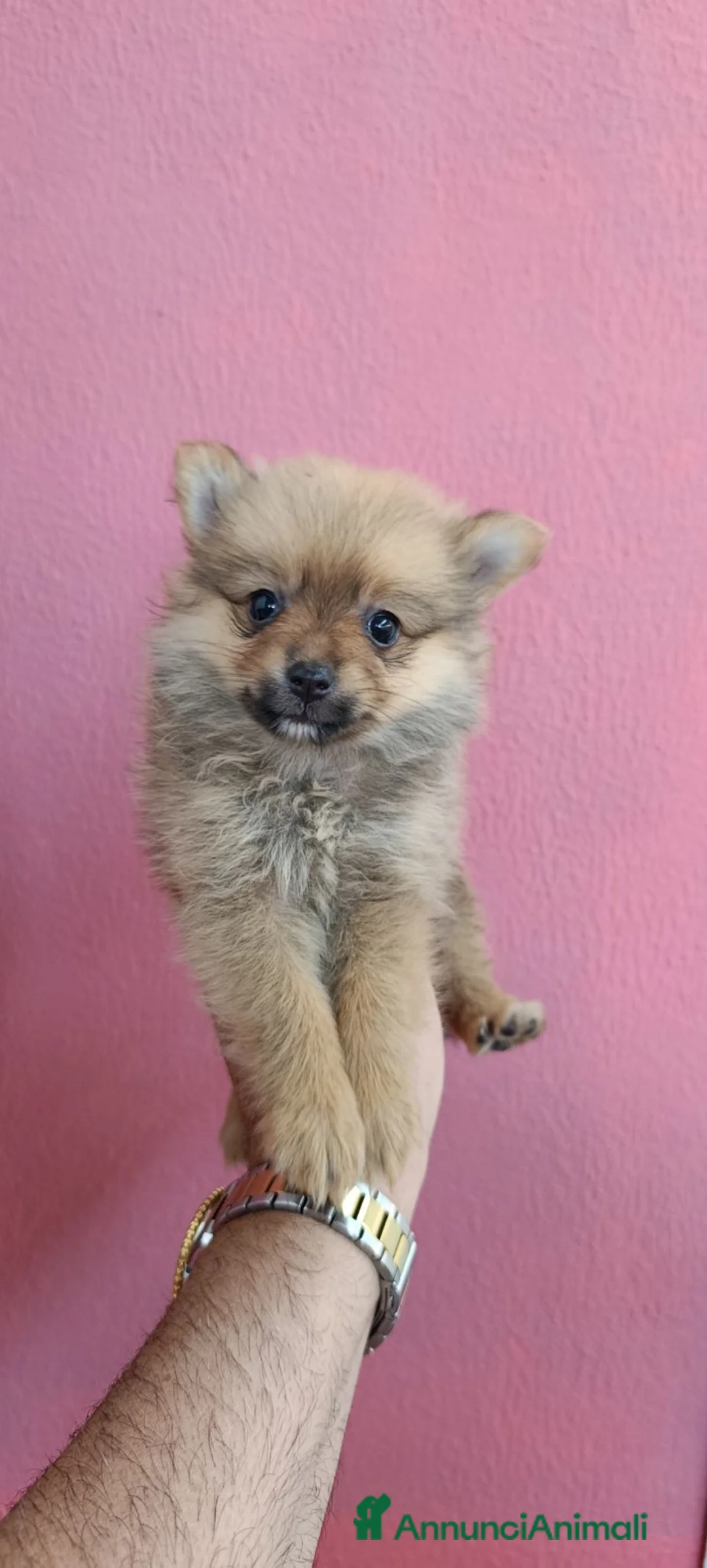 Spitz cani in vendita: SPITZ TEDESCO PICCOLO ultime batuffoline cucciole - Annuncio 6