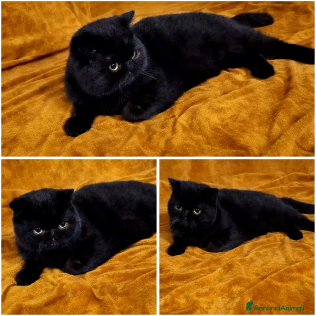 Exotic Shorthair gatti in vendita: Exotic Shorthair  - Annuncio 2