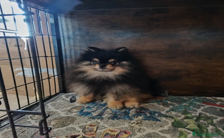 Spitz cani a Provincia di Latina - Annuncio 1