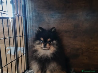 Spitz cani Stallone Spitz tedesco nano per monta. a Provincia di Latina - Annuncio 19