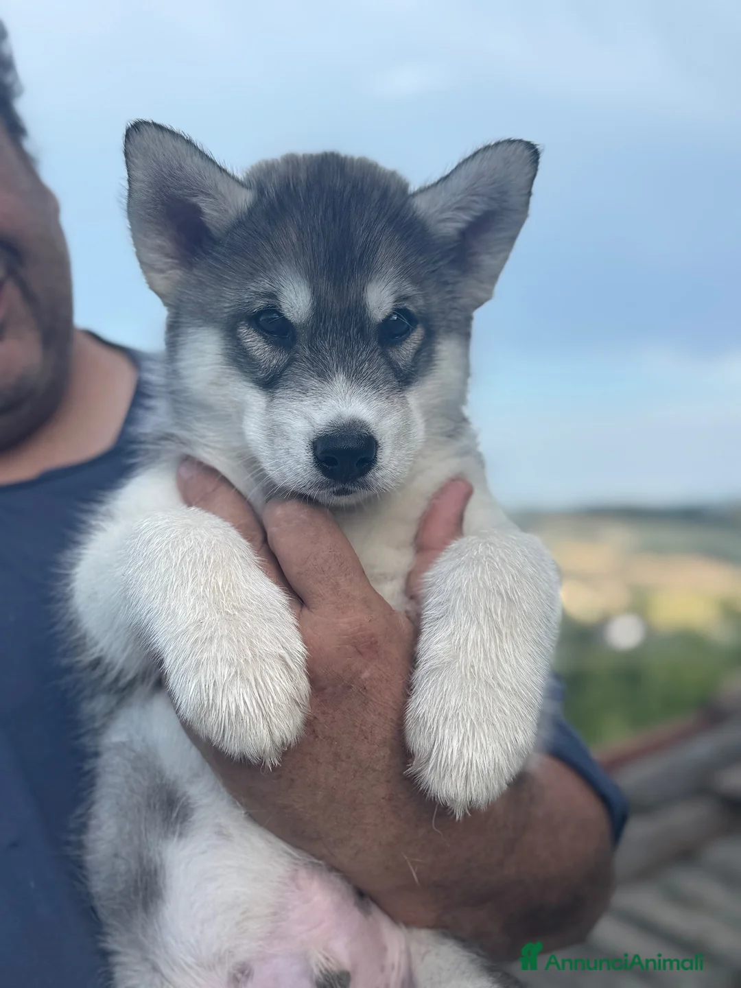 Husky cani in vendita: Cuccioli di Siberian husky  - Annuncio 2