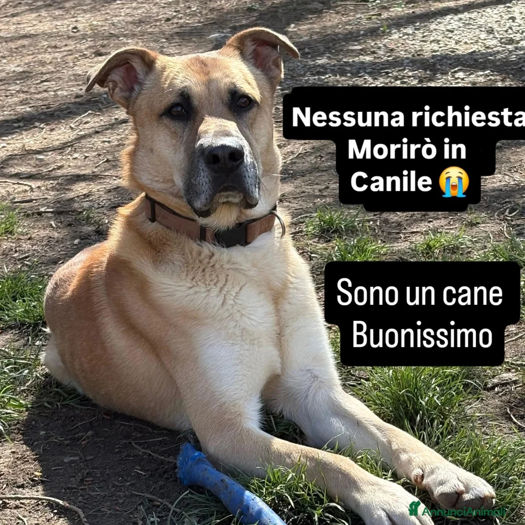 Meticcio cani in regalo: ADOZ.DEL💔:abituato a una casa,ora in mega canile - Annuncio 1