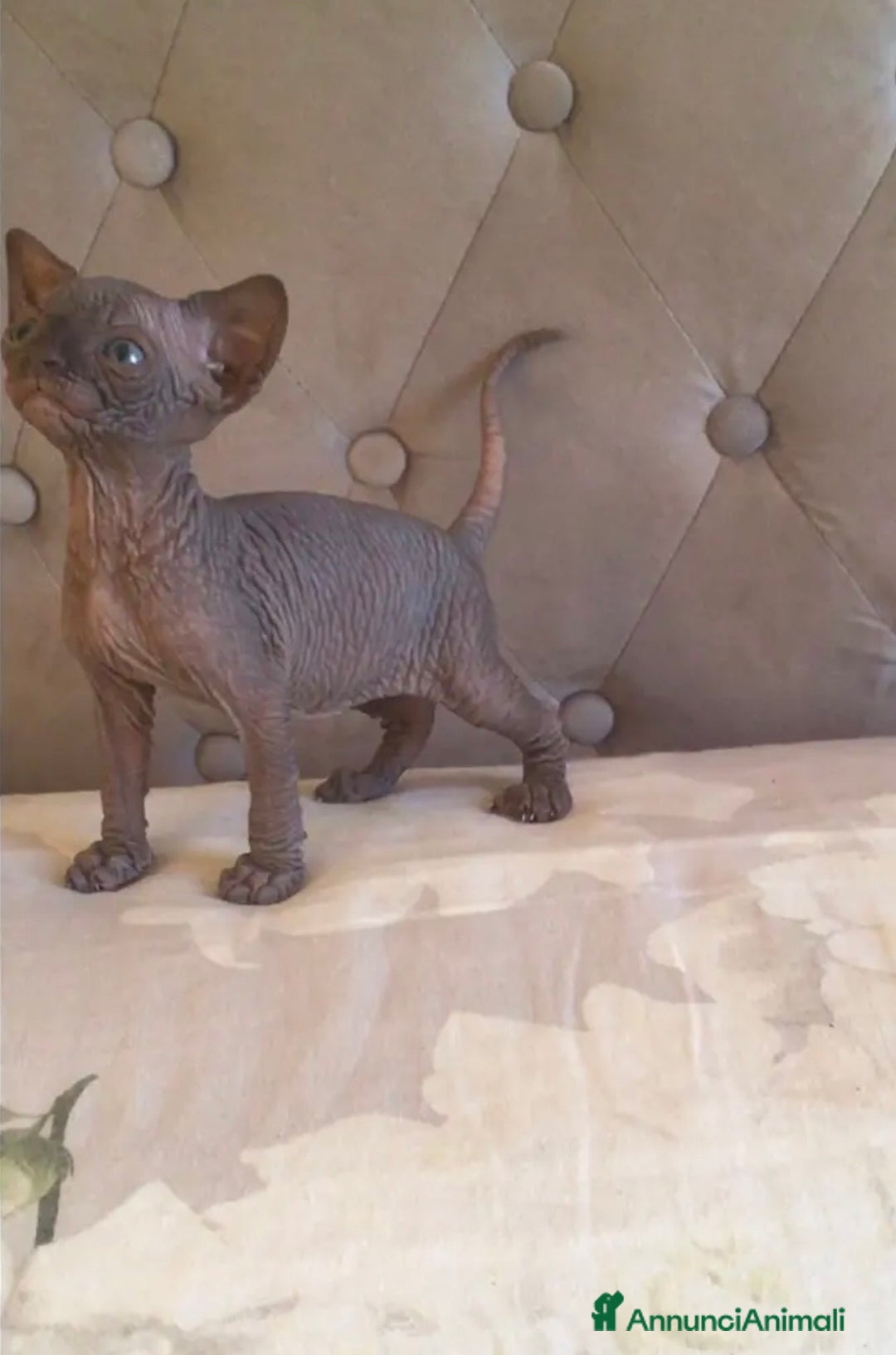 Sphynx gatti in vendita: Cuccioli di Canadian Sphynx con pedigree - Annuncio 3